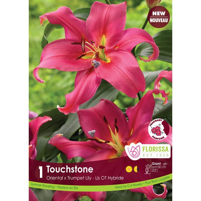 Lily - Touchstone
