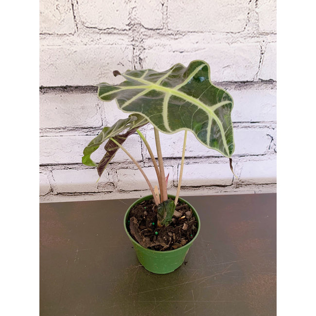 4" Alocasia