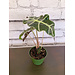 4" Alocasia Polly