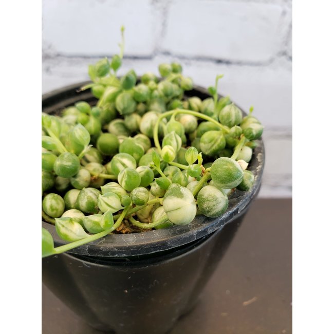 3.5" String of Pearls