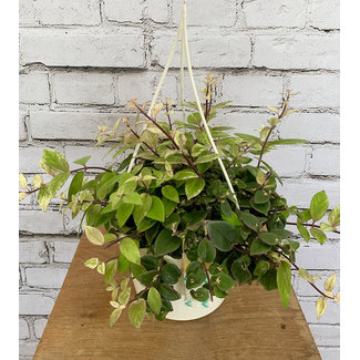 6" Lipstick Plant HB