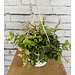 6" Lipstick Plant HB