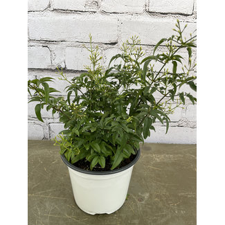 6" Pink Jasmine