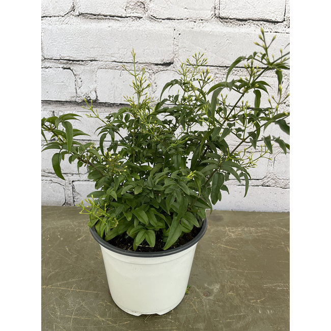 6" Pink Jasmine