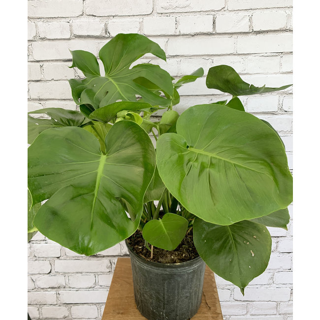 10" Monstera Delisiosa