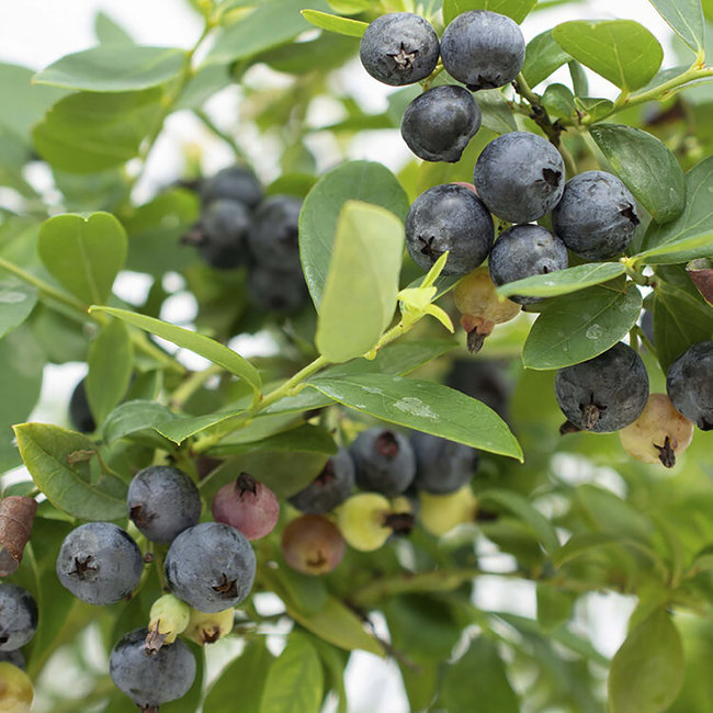 Bushel & Berry 'Sapphire Cascade' Blueberry 2 Gal