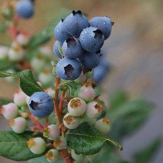 Bushel & Berry Blueberry - Perpetua 2 Gal