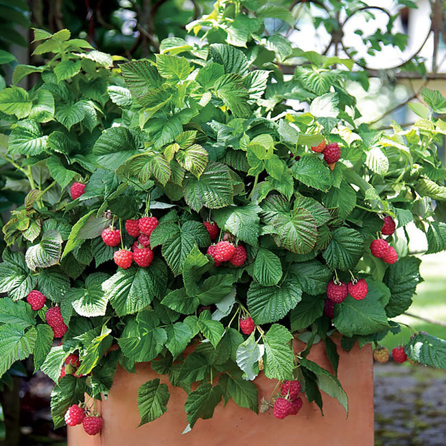 Bushel & Berry Raspberry - Raspberry Shortcake 2 Gal