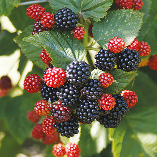 Bushel & Berry Blackberry - Baby Cakes 2 Gal