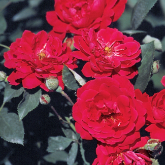 Climber Rose - Improved Blaze 2Gal