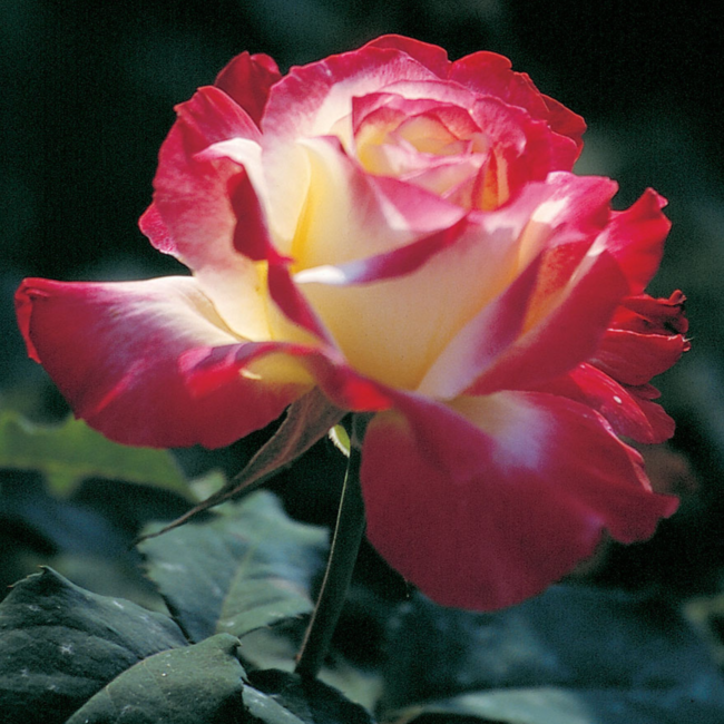 Hybrid Tea Rose - Double Delight 2Gal
