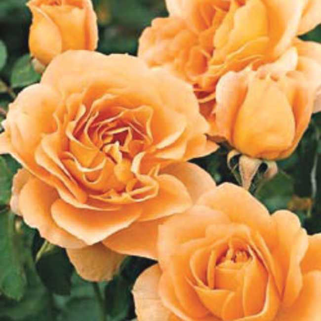 Floribunda Rose - Honey Perfume 2Gal