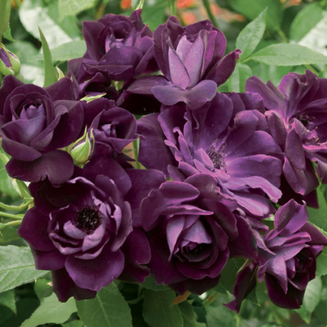 Floribunda Rose - Burgundy Iceberg 2Gal