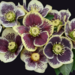 Helleborus - Rio Carnival 1 Gal