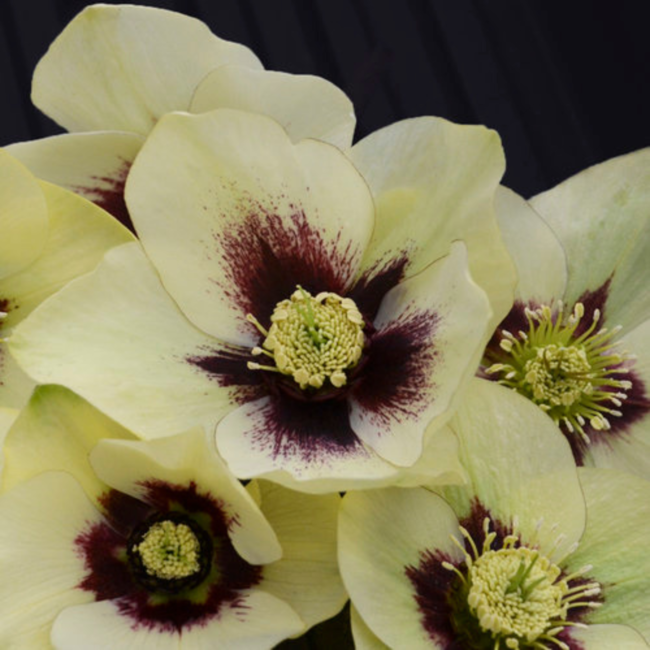 Helleborus - Spanish Flare 1 Gal