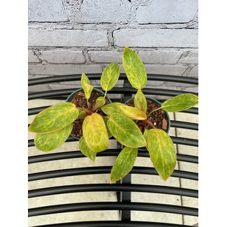 4" Philodendron Painted Lady