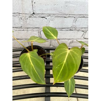 4" Philodendron Gloriosum