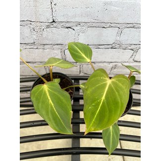 4" Philodendron Glorious