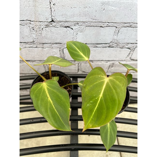 4" Philodendron Gloriosum
