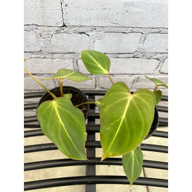 4" Philodendron Glorious