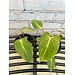 4" Philodendron Gloriosum