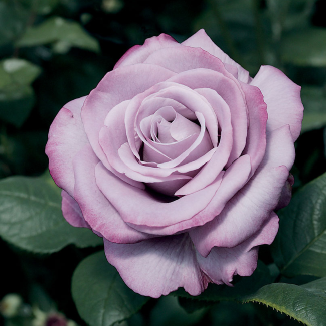 Hybrid Tea Rose - Neptune 2 Gal