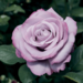 Hybrid Tea Rose - Neptune 2 Gal