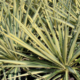 Yucca - Colour Guard 3 Gal