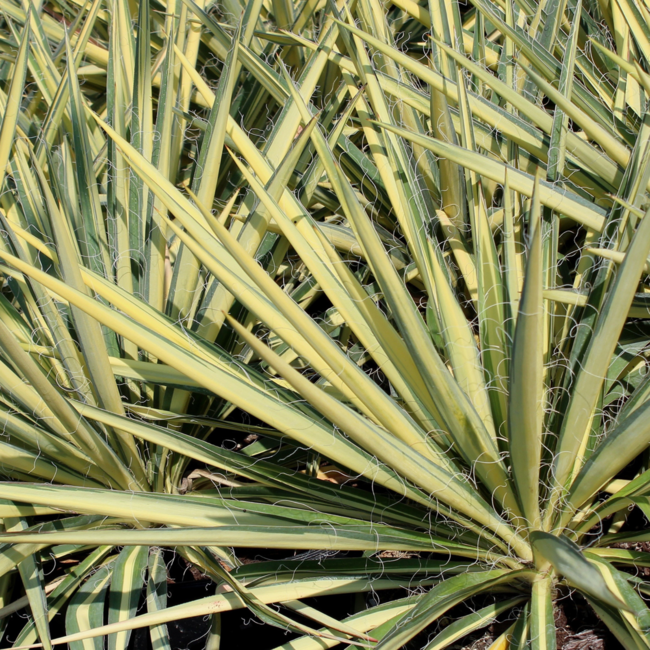 Yucca - Colour Guard 3 Gal
