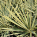 Yucca - Colour Guard 3 Gal