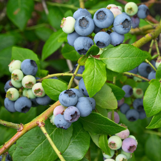 Blueberry - Top Hat 1 Gal