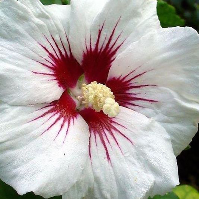 Rose of Sharon Hibiscus - Red Heart 2 Gal