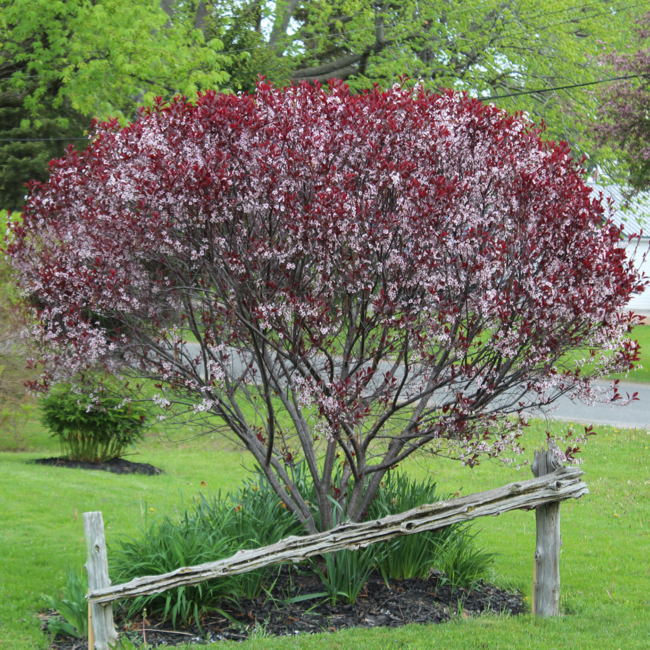 Purpleleaf Sandcherry 3 Gal