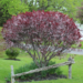Purpleleaf Sandcherry 3 Gal