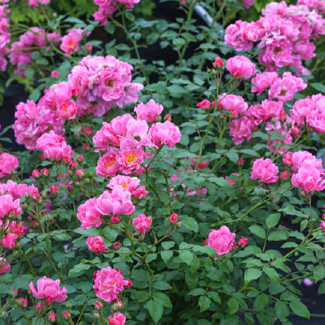 Rose - Oso Easy Double Pink 2 Gal