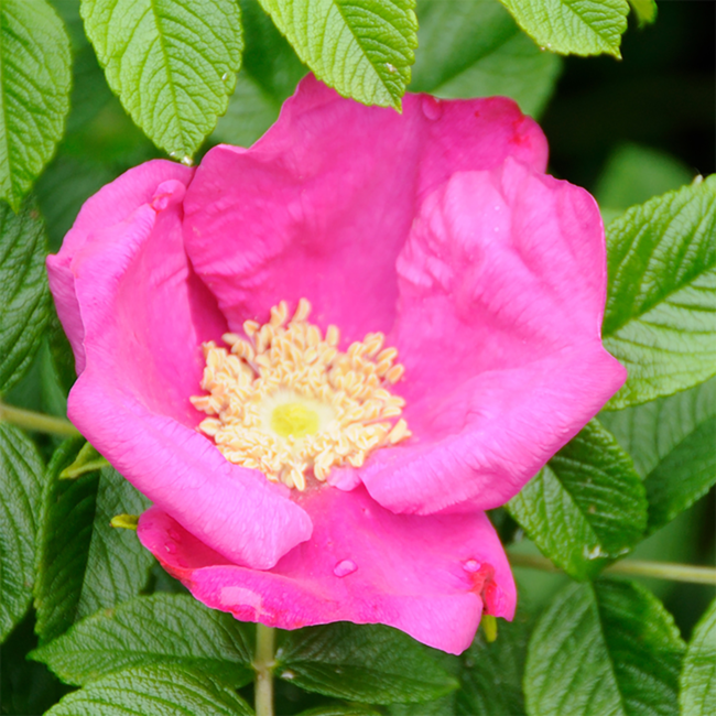 Rugosa Rose 2 Gal