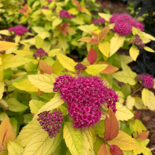 Spirea - Double Play Candy Corn 2 Gal