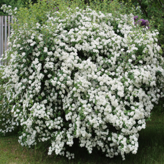 Bridalwreath Spirea 2 Gal