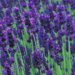 Lavender - Hidcote Blue