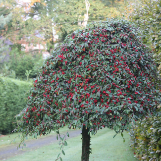Cranberry Cotoneaster Std. 7 Gal