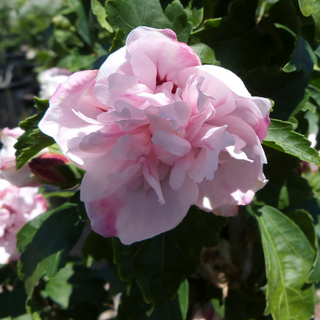 Rose of Sharon Hibiscus - Pulcherrimus Std. 7 Gal