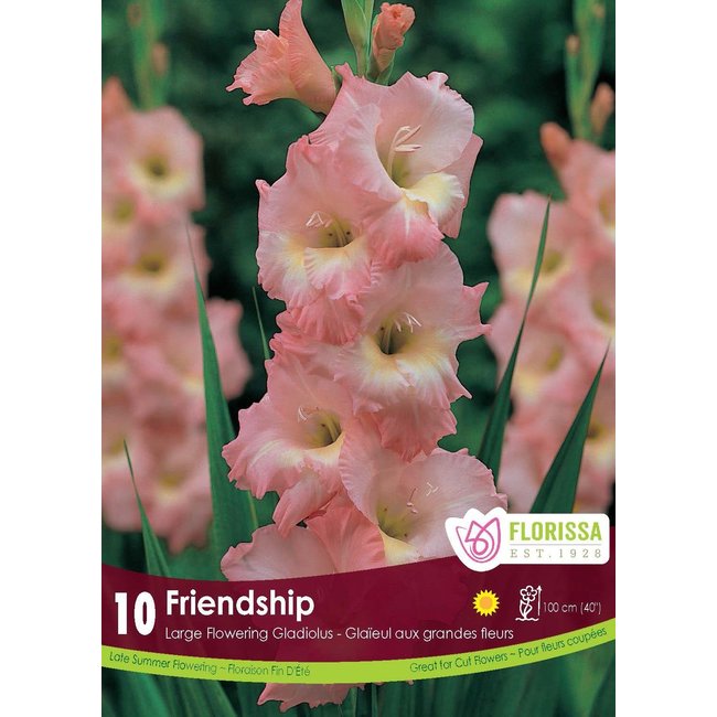 Gladiolus - Friendship Pink
