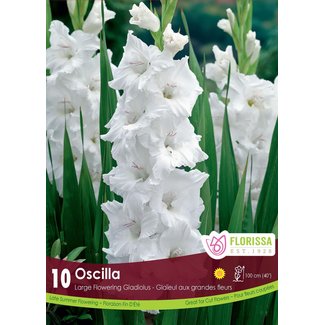 Gladiolus - Oscilla