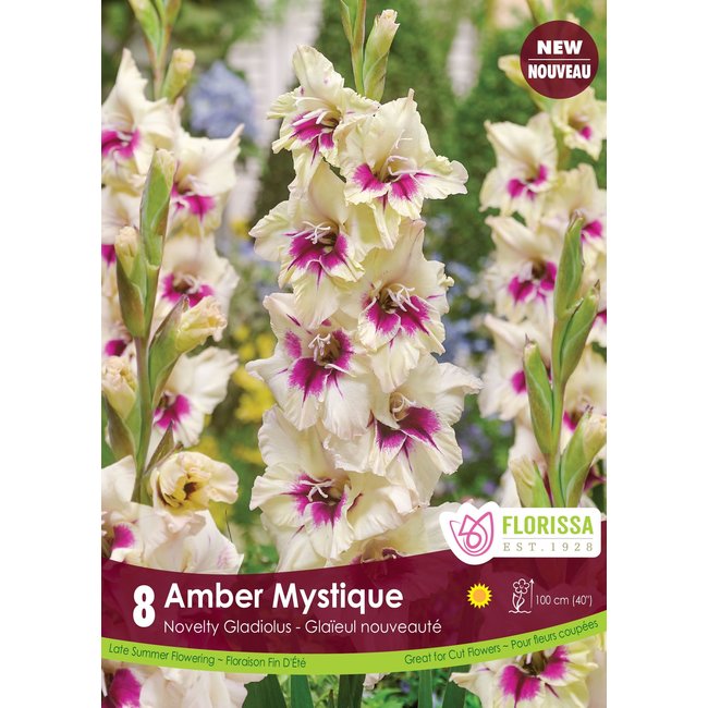 Gladiolus - Amber Mystique