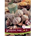 Garlic - Russian Red