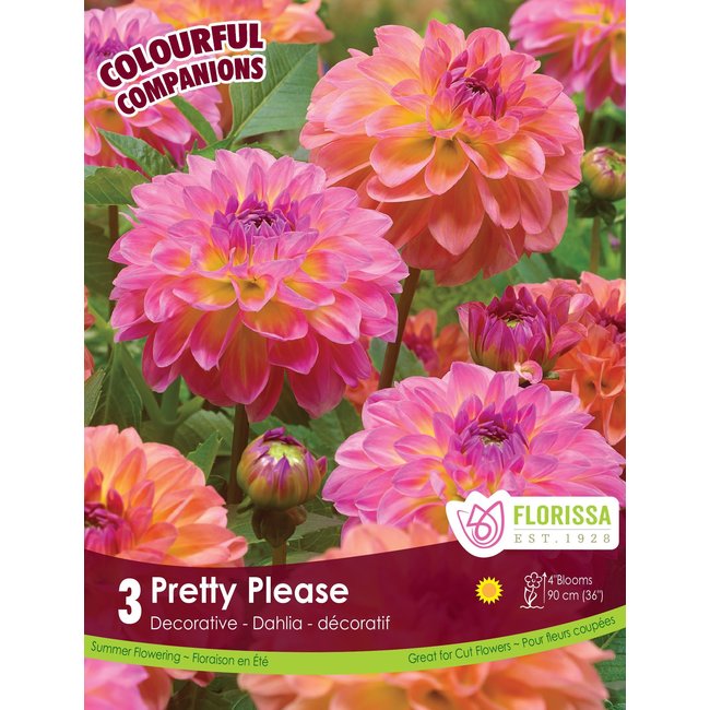 Dahlia - Pretty Please