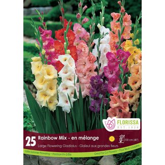 Gladiolus - Rainbow Mixture