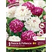 Peony - Peace & Patience
