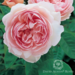David Austin Rose - Gentle Hermione