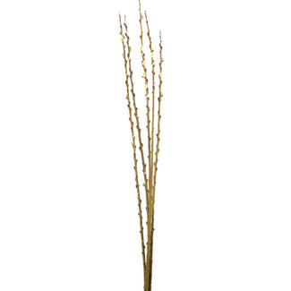 Pussy Willow Natural 3'-4'